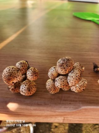 金鎭님의 자유주제 · 자유게시판 작성글 사진