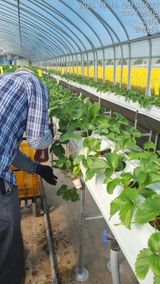 팜모닝 딸기·영농일지 게시글 이미지