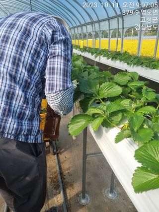 박원영님의 딸기 · 영농일지 작성글 사진