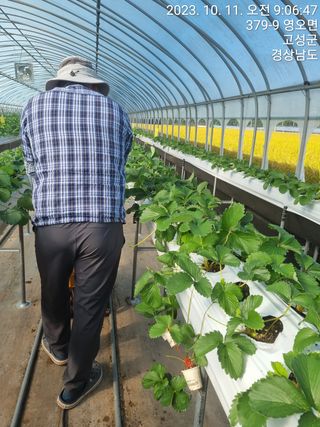 박원영님의 딸기 · 영농일지 작성글 사진