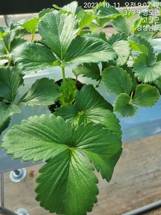 박원영님의 딸기 · 영농일지 작성글 사진