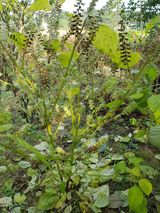 팜모닝 들깨·병해충상담 게시글 이미지