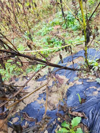 오이21938님의 들깨 · 병해충상담 작성글 사진