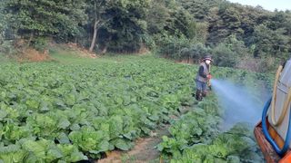 안나농부님의 배추 · 결구기 농작업 작성글 사진