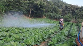 안나농부님의 배추 · 결구기 농작업 작성글 사진