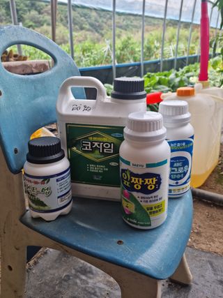 권오천님의 상추 · 영농일지 작성글 사진