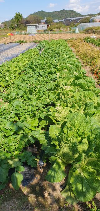 최고봉님최진홍님의 들깨 · 자유게시판 작성글 사진