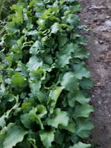 팜모닝 배추·영농일지 게시글 이미지