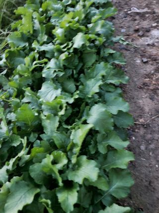 새싹농장님의 배추 · 영농일지 작성글 사진