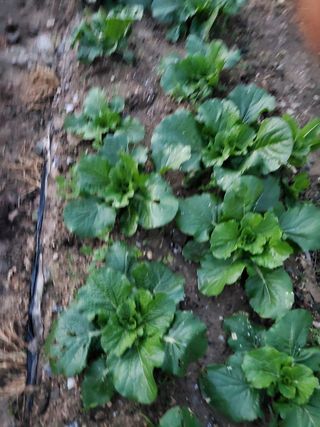 새싹농장님의 배추 · 영농일지 작성글 사진