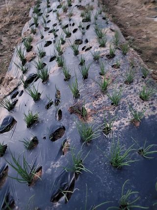 새싹농장님의 양파 · 영농일지 작성글 사진