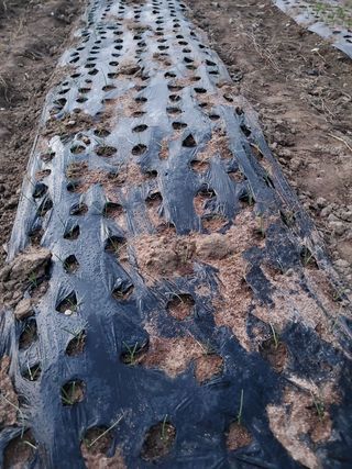 새싹농장님의 양파 · 영농일지 작성글 사진