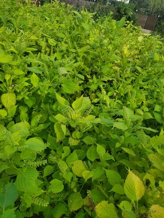 새싹농장님의 들깨 · 영농일지 작성글 사진