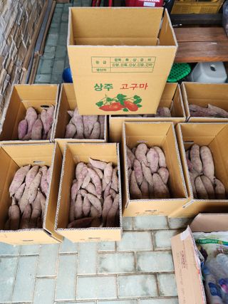 금제섭님의 고구마 · 자유게시판 작성글 사진