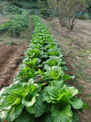 임훈택 님의 배추 · 영농일지 작성글 사진
