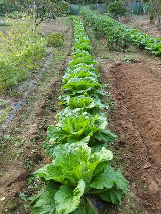임훈택 님의 배추 · 영농일지 작성글 사진