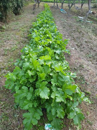 임훈택 님의 배추 · 영농일지 작성글 사진