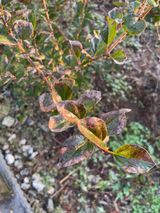 팜모닝 기타작물·병해충상담 게시글 이미지