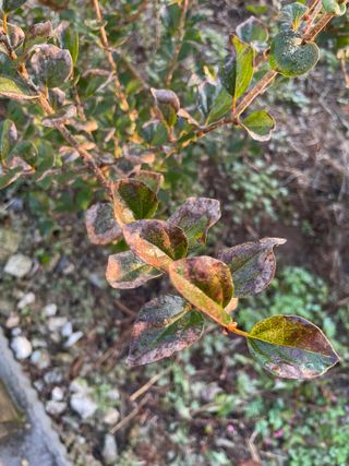 김지훈님의 기타작물 · 병해충상담 작성글 사진