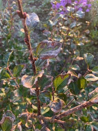김지훈님의 기타작물 · 병해충상담 작성글 사진