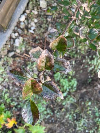 김지훈님의 기타작물 · 병해충상담 작성글 사진