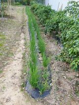 팜모닝 파·영농일지 게시글 이미지