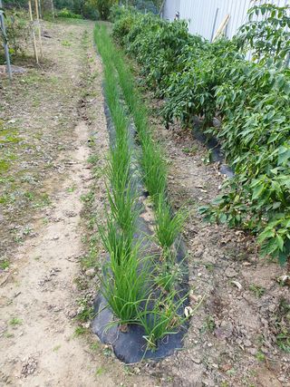 임훈택 님의 파 · 영농일지 작성글 사진