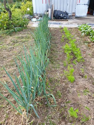 임훈택 님의 파 · 영농일지 작성글 사진