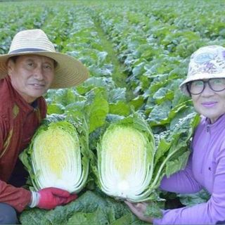 안나농부님의 작성글 사진