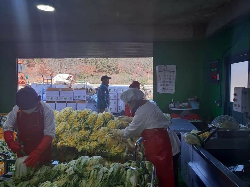 요리하는 농부님의 장터 판매 상품 [절임배추 20kg(7~9포기)택배비포함/ 품절] 첨부 사진