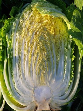 안나농부님의 작성글 사진