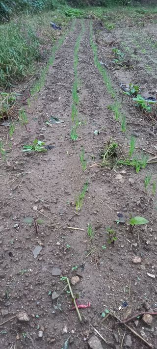 고병길님의 자유주제 · 자유게시판 작성글 사진