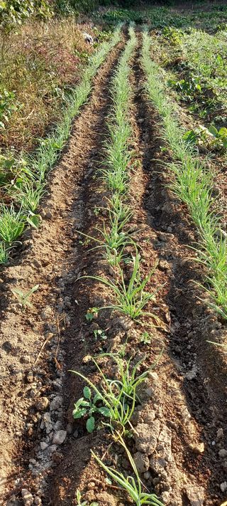 고병길님의 자유주제 · 자유게시판 작성글 사진