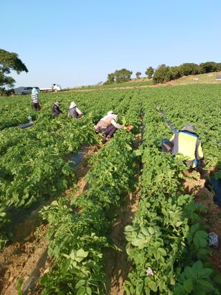 결단이님의 감자 · 자유게시판 작성글 사진