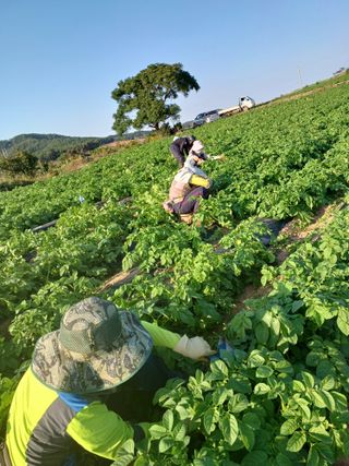 결단이님의 감자 · 자유게시판 작성글 사진