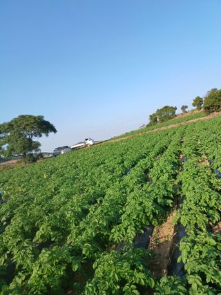 결단이님의 감자 · 자유게시판 작성글 사진