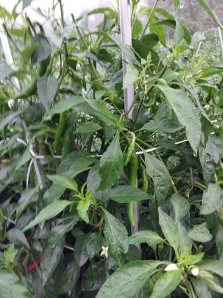 차영근님의 고추 · 병해충상담 작성글 사진