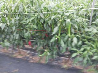 차영근님의 고추 · 병해충상담 작성글 사진