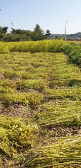 팜모닝 들깨·영농일지 게시글 이미지