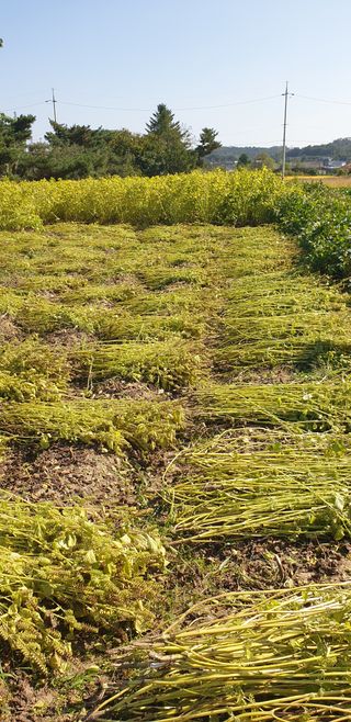 조현석님의 들깨 · 영농일지 작성글 사진