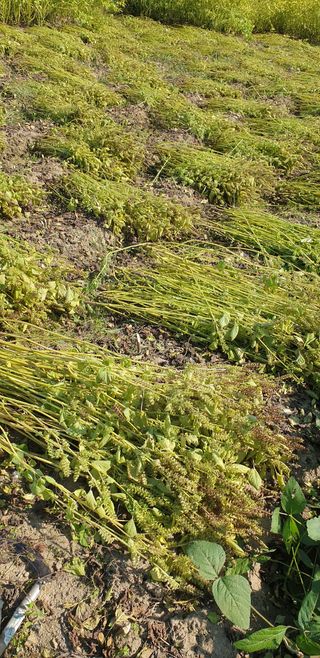 조현석님의 들깨 · 영농일지 작성글 사진