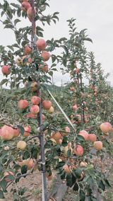 팜모닝 사과·품질 향상 게시글 이미지