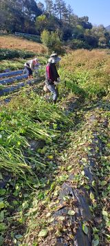 팜모닝 들깨·영농일지 게시글 이미지