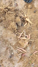 팜모닝 기타작물·자유게시판 게시글 이미지