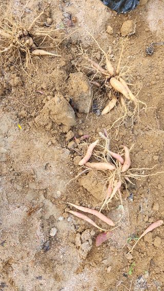 cu님의 기타작물 · 자유게시판 작성글 사진