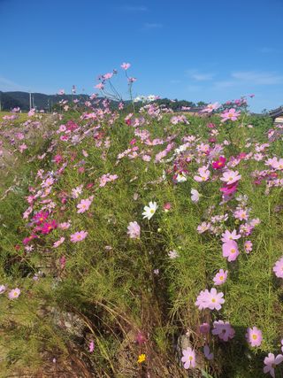 김영복님의 자유주제 · 자유게시판 작성글 사진