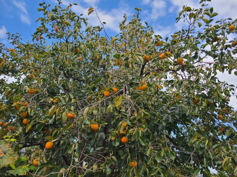 장터 상품 [대봉감 18kg] 썸네일