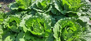 박춘서님의 배추 · 영농일지 작성글 사진