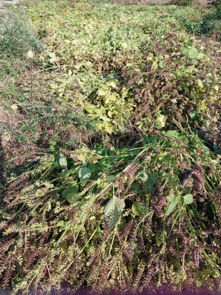 산골마님님의 작목반 소개하고 지원받기 · 참여글 작성글 사진