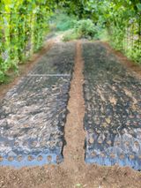 팜모닝 마늘·영농일지 게시글 이미지